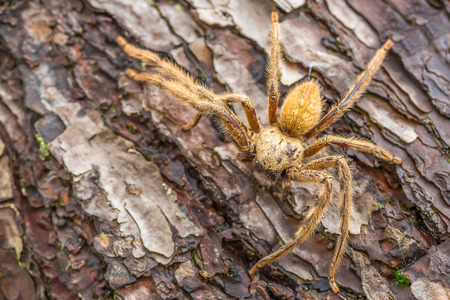 Spider in the Wild