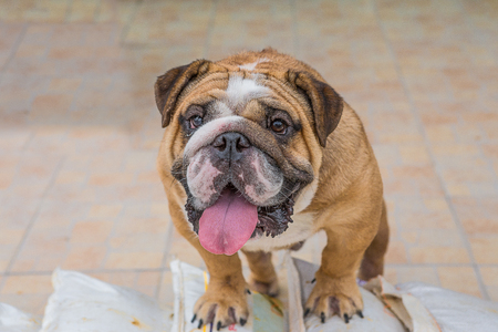 Beautiful Pug dog smiling for the camera with tongue hanging outの写真素材