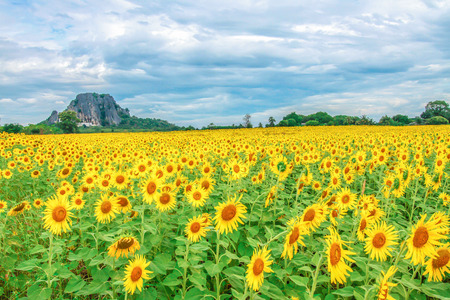 Sunflowers blooming against a bright sky Unseen Thailand flowersの写真素材