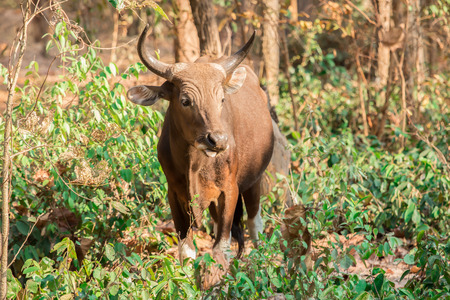 Young cows standing and eating food grass at riverside of Mun River Mouth, the point where the Mun river and Mekong river join in Amphoe Khong Chiam in Ubon Ratchathani, Thailandの写真素材