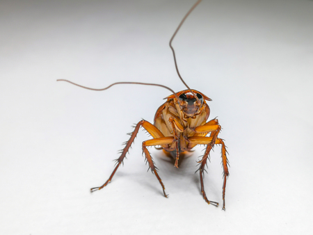 Cockroach ISOLATED IN WHITE BACKGROUND. Cockroach DIE ISOLATEDの写真素材