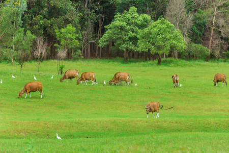 cows resting in a meadowの写真素材