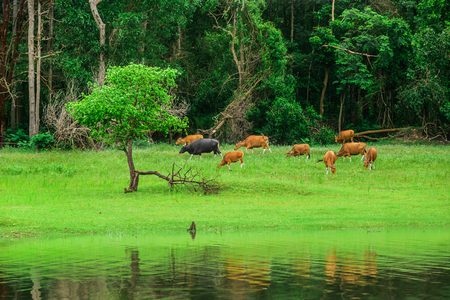 Herd of cows in a green meadow in the light of sunrise in springの写真素材