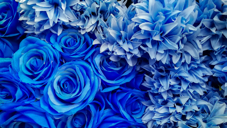 Beautiful blue rose on blue background with copy spaceの写真素材