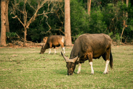 cows grazing near the forest. green grassy meadow. rural natural economy. summer countryside