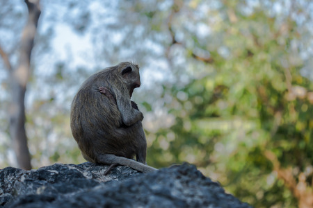 Mother monkey with her cute baby with forest in backgroundの写真素材