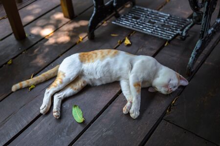 Cute Domestic Cat Sleeping on Wooden Deck Floor. Light Beige Kitty Nap in Outdoor Veranda or Terrace. Street Furry Animal Portrait Lying Outside ay Summer. Whisker Mammal Relaxing at Sunの写真素材