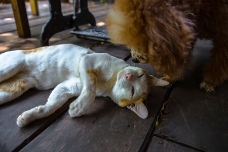 dog and cat relaxing in the backyardの写真素材