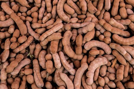 tamarind, organic tamarind nature, tamarind heap, tamarind for backgroundの写真素材