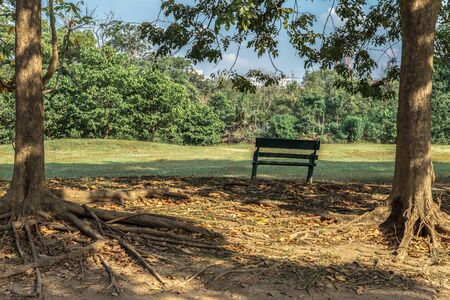 Park, chair in the park, felling realax and calming. Blank Old wooden bench area of the garden or the parkの写真素材