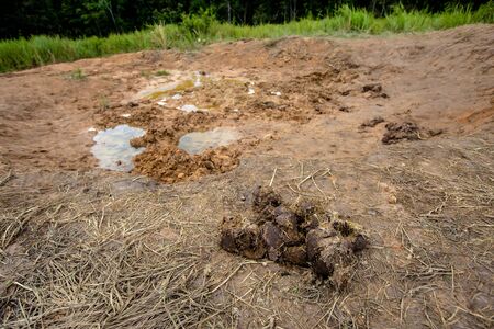 Eleplant dung fibers from plants that elephants eat the coarse fiberの写真素材