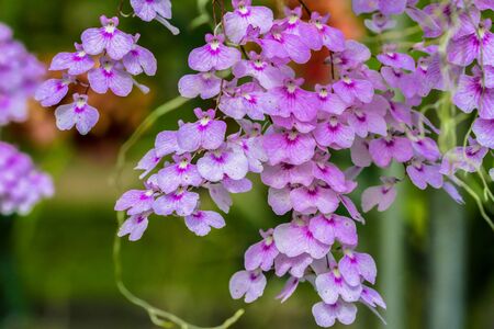 Orchid flower in orchid garden at winter or spring day. Orchid flower for postcard beauty and agriculture design. Beautiful orchid flower in gardenの写真素材