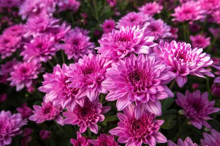 Pink flower. Flower in garden at sunny summer or spring day. Flower for postcard beauty decoration and agriculture concept design. Beautiful flower in tropical gardenの写真素材