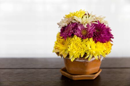 Pot with beautiful chrysanthemum flowers on table against white brick wall. Space for textの写真素材