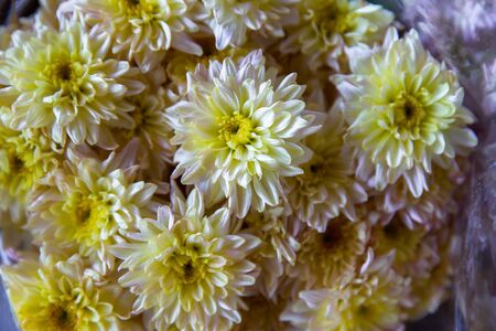 Flower in garden at sunny summer or spring day. Flower for postcard beauty decoration and agriculture concept design. Beautiful flower in tropical gardenの写真素材