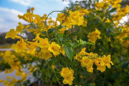 Beautiful yellow flower blooming, Bright yellow flowers as a floral background,yellow flowers...