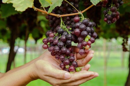 A male hand holds a bunch of pink grapes on a green bokeh background. Grape harvest. Close-up,...
