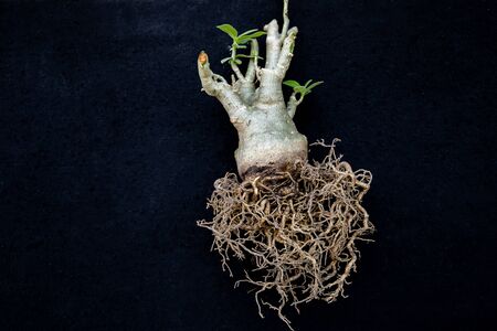 Close up view of houseplant ficus microcarpa ginseng isolated on black background. Bonsaiの写真素材