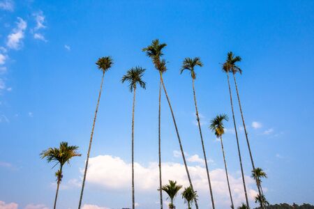Sugar palm trees with blue sky in summer