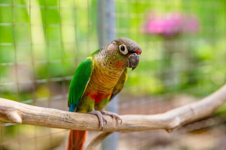 Yellow parrot are sitting on branch in cageの写真素材