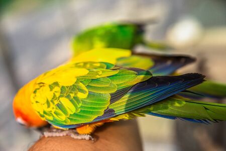 Colorful feathers of Alexandrine Parakeet as background, closeup