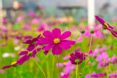 Summer flower landscape scene with pink cosmos flowersの写真素材