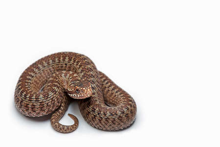 Artificial snake isolated on a white background