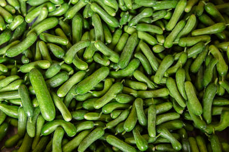 Green cucumbers background. Cucumbers latin name - Cucumis sativus. Fresh cucumbers in the market. Beautiful decor with fresh cucumbers in the form of an even rowの写真素材
