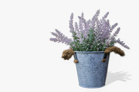 houseplant in pot over white wall background with copy spaceの写真素材