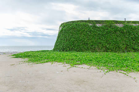 Walls on a beach covered with vines