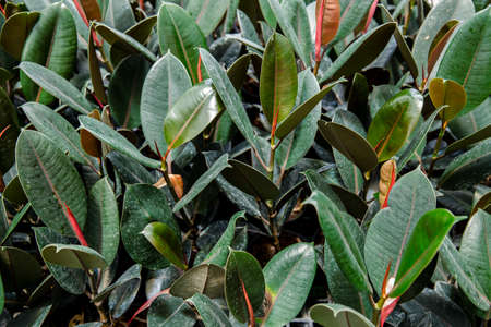 Rubber fig's big smooth green leaf ficus benjamina, ficus elastica, ficus microcarpa, rubber,...