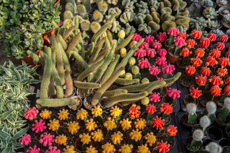 Various colorful cactus in pots at flower market, Thailandの写真素材