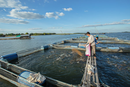 31/dec/2018/kalasin thailand:Fishermen working in fish farming in Lam Pao Dam in Thailand are feeding fishのeditorial素材