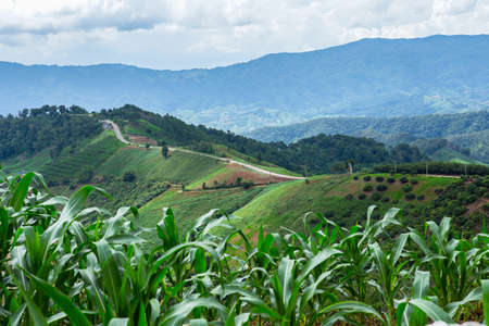 Mountain and road views in the upper north inThailandの写真素材