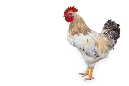 hens and chicken rooster standing isolated white backgroundの写真素材