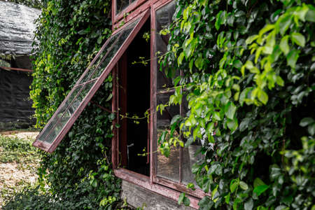 Window of a house surrounded by ivy leavesの写真素材