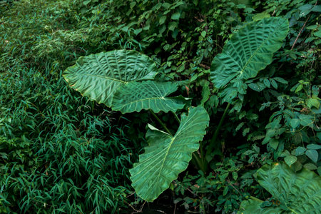 Bon leaves in tropics with a green surface