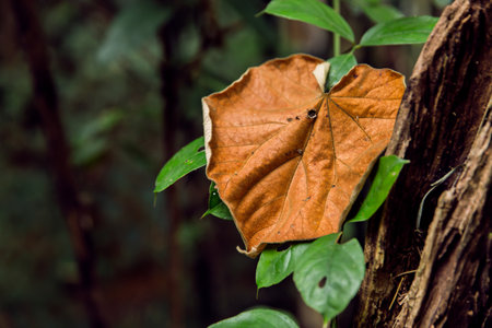 Closeup of mossy stump with a mushroom above and dry pine needles in the autumn forest, forest substrate, fallen autumn foliage, dry autumn leavesの写真素材