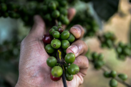 Roasted coffee beans in hand. Brewing aromatic coffeeの写真素材