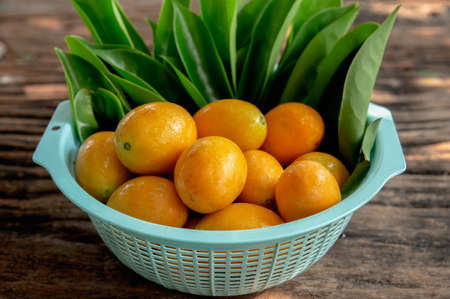 Orange fresh ripe Gandaria , Marian Plum(In thai name is Maprang) on shelf for sale in fresh marketの写真素材