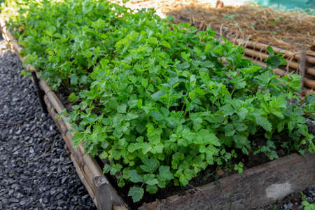 Organic vegetable seedlings Plots of organic vegetables on the farm Growing vegetables without soilの写真素材