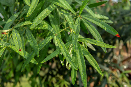 Fresh green small plants with water droplets after rain on the surface of leaves on tropical green...