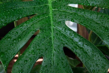 Water drops on Monstera Minima or Rhaphidophora Tetrasperma leaf. Close up Fresh natural life with...