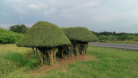bushes trimmed with green leaves on the background of the sky,Landscape design early spring in the parkの写真素材