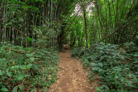 Forest walkway for tourists in northern Thailandの写真素材