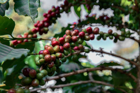 Arabica coffee tree with green ripening coffee cherries berries on plantation, coffee beans productionの写真素材