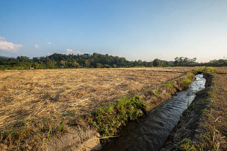 Rice fields that have already been harvested in rural Thailand