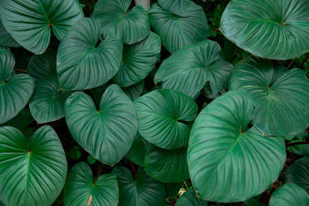 Green leaf. Beautiful leaves for background. Garden and Green leaves wall. Green Leaves background. Plant trees with green leaves arranged in long rows to make a fence around the houseの写真素材