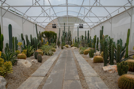 Cactus plant Grown in a small part of the house as a hobby. Home garden concept in thailand