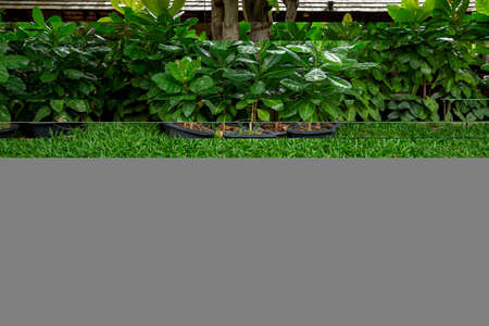 Ficus lyrata, commonly known as the fiddle-leaf fig, it grows in lowland tropical rain forest.Green leaves plant with bamboo wall or fence background.Popular planted for house decoration.の写真素材